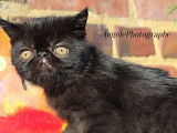 Chaton Exotic Shorthair LOOF &agrave; vendre