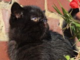 Chaton Exotic Shorthair LOOF &agrave; vendre
