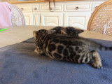 Magnifiques chatons Bengal à vendre