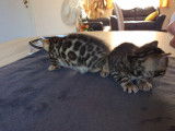 Magnifiques chatons Bengal à vendre