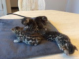 Magnifiques chatons Bengal à vendre