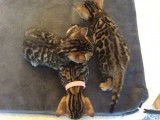 Magnifiques chatons Bengal à vendre