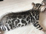 Magnifiques chatons Bengal à vendre