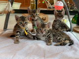 Magnifiques chatons Bengal à vendre