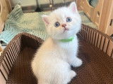 1 chaton British Shorthair blanc dor&eacute; &agrave; r&eacute;server, m&acirc;le LOOF