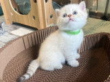1 chaton British Shorthair blanc dor&eacute; &agrave; r&eacute;server, m&acirc;le LOOF