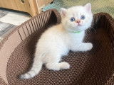 1 chaton British Shorthair blanc dor&eacute; &agrave; r&eacute;server, m&acirc;le LOOF