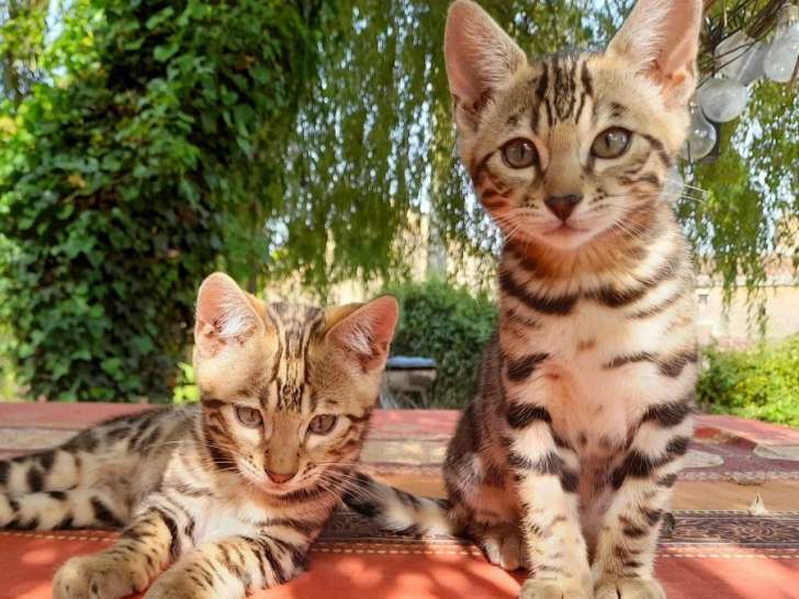 Réservation pour 6 chatons Bengals, LOOF marron classique à rosettes