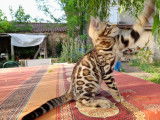 Réservation pour 6 chatons Bengals, LOOF marron classique à rosettes