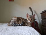 Réservation pour 6 chatons Bengals, LOOF marron classique à rosettes
