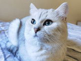 Vend mâle British Shorthair black silver shaded