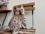 Magnifique chaton Bengal disponible