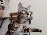 Magnifique chaton Bengal disponible