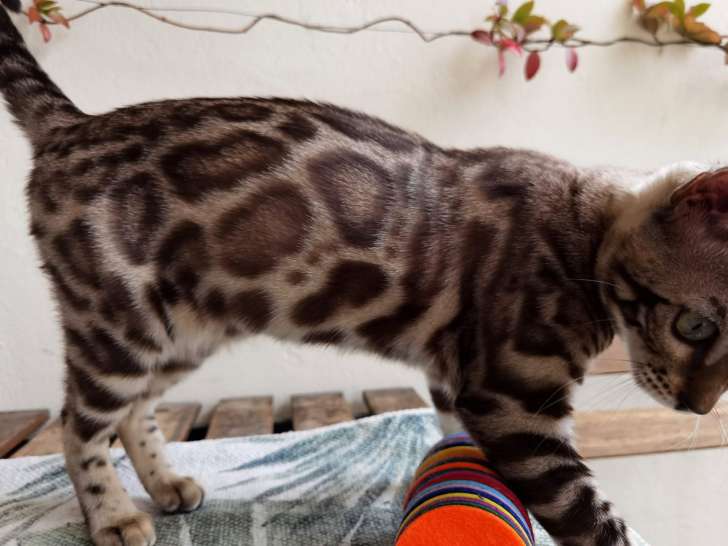 Magnifique chaton Bengal disponible