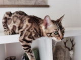 Magnifique chaton Bengal disponible
