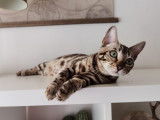 Magnifique chaton Bengal disponible