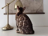 Magnifique chaton Bengal disponible