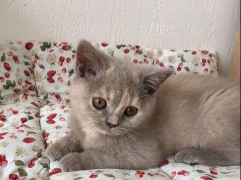 À vendre, une chatonne British Shorthair tortie lilas (LOOF)