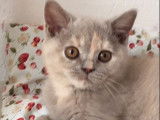 À vendre, une chatonne British Shorthair tortie lilas (LOOF)