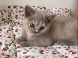 À vendre, une chatonne British Shorthair tortie lilas (LOOF)