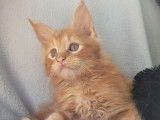 À vendre, un chaton mâle Maine Coon red blotched tabby (LOOF)