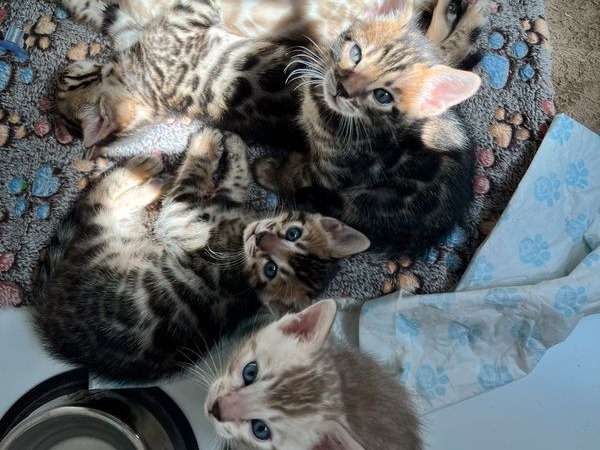 À réserver, 5 chatons Bengals (LOOF) 3 femelles, 2 mâles
