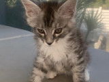 Chaton de race Maine Coon m&acirc;le &agrave; vendre