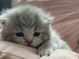 Adorables chatons Selkirk Rex et straight à réserver