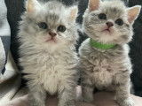 Adorables chatons Selkirk Rex et straight à réserver
