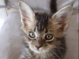 2 chatons Maine Coons LOOF à placer, bleu ou marron