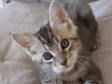 2 chatons Maine Coons LOOF à placer, bleu ou marron