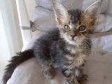 2 chatons Maine Coons LOOF à placer, bleu ou marron