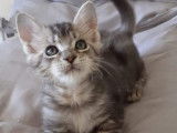 2 chatons Maine Coons LOOF à placer, bleu ou marron