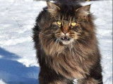 2 chatons Maine Coons LOOF à placer, bleu ou marron