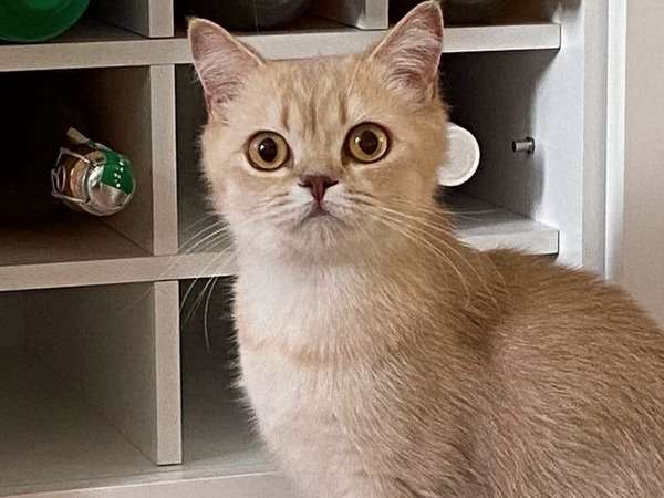 Une chatte British Shorthair crème LOOF née en avril 2021 à adopter