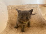 4 chatons Chartreux bleus LOOF en attente de réservation