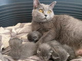4 chatons Chartreux bleus LOOF en attente de réservation