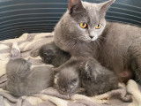4 chatons Chartreux bleus LOOF en attente de réservation