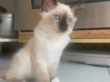 Chaton Sacré de Birmanie