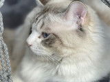 Mâle Ragdoll à vendre