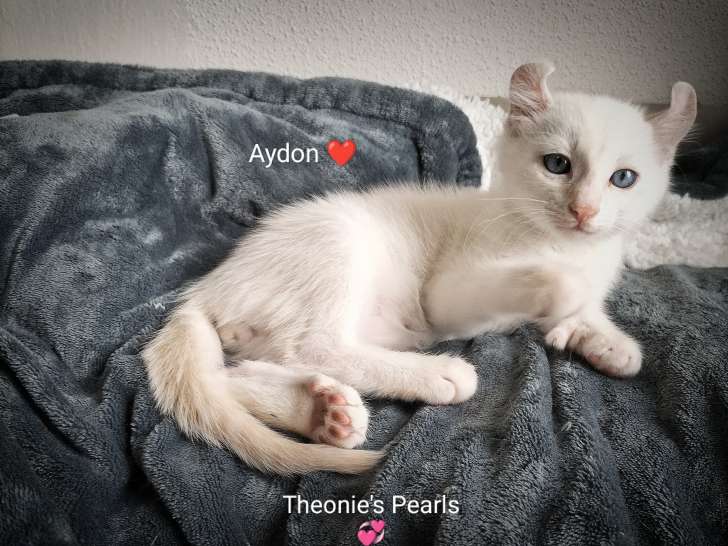Chatons Highland Lynx A Vendre Petite Annonce Chat