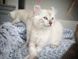 Chatons Highland Lynx &agrave; vendre