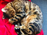 Magnifique femelle Bengal de 2 ans et demi à vendre