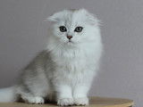 Chatons Highland Fold disponibles de suite