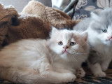 Chatons British Lonhair et Shorhair à vendre