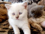 Chatons British Lonhair et Shorhair à vendre