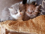 Chatons British Lonhair et Shorhair à vendre