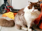 Chatons British Lonhair et Shorhair à vendre