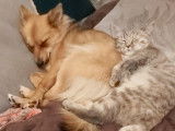 Chatons British Lonhair et Shorhair à vendre