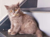 Chatons British Lonhair et Shorhair à vendre